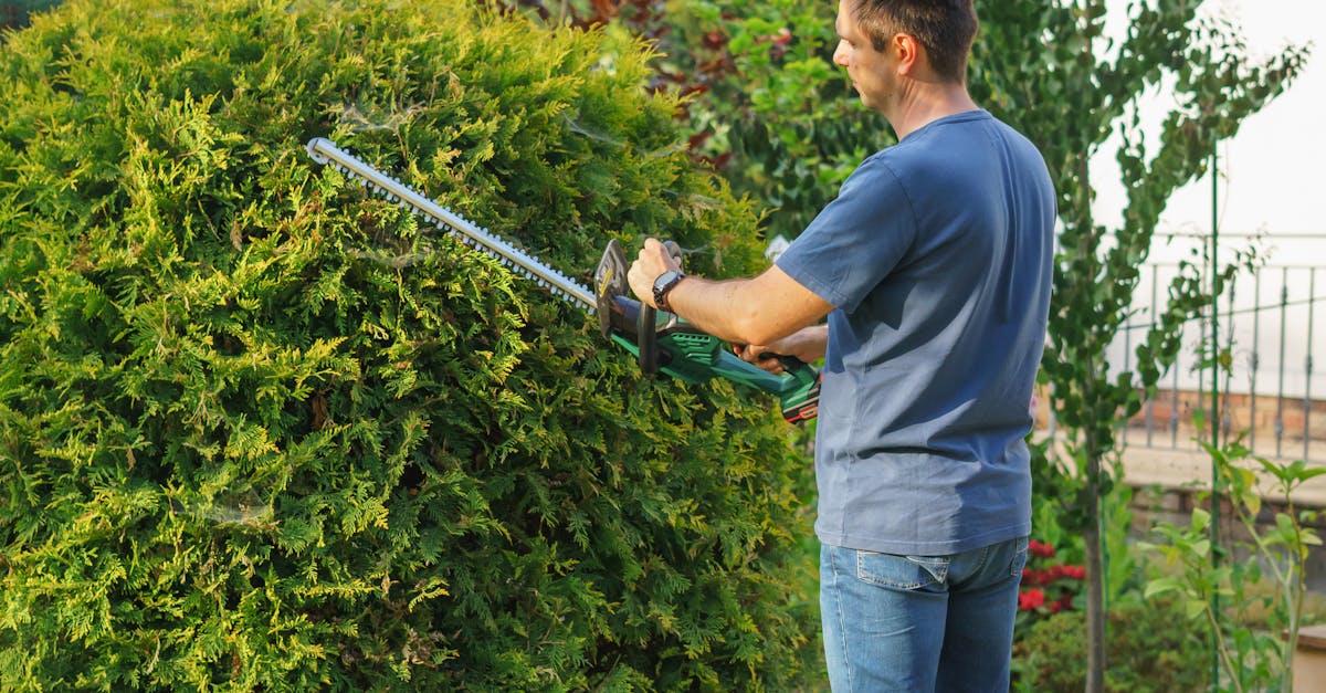 Scottsdale's Lawn Care Services